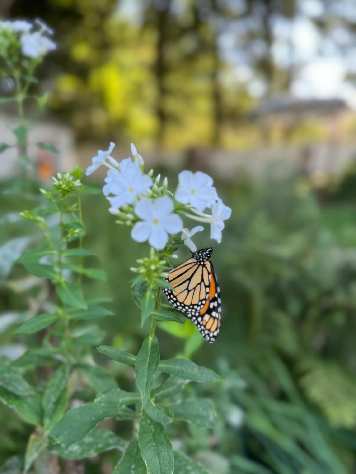 קמדן Hideaway Inn Maine מראה חיצוני תמונה